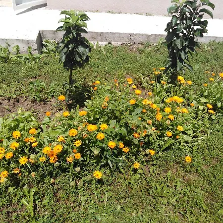 Case de vacanță Vikendica Kostic Zlatibor